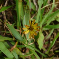 Youngia fuscipappa Thwaites